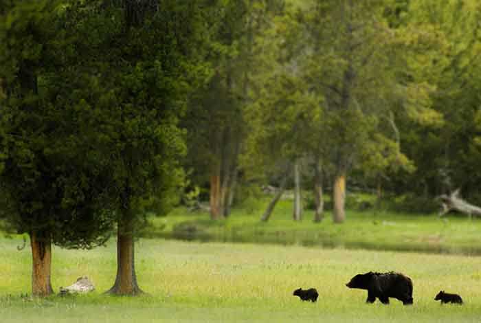 Best Time for Wildlife Viewing