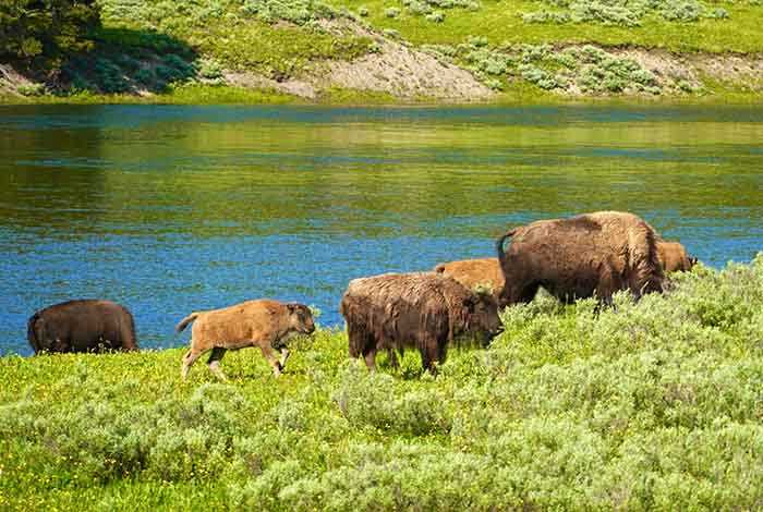 Best Time to Visit Yellowstone National Park - Spring (April–May)